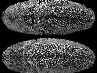 Illustration for article titled The Alien and Eerie Beauty of the Year's Best Microscopic Photos